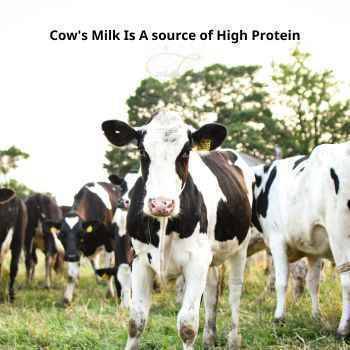 Cow's milk is chosen by many families because it is a good source of many different nutrients such as high-quality protein