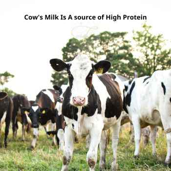 Cow's milk is chosen by many families because it is a good source of many different nutrients such as high-quality protein, calcium