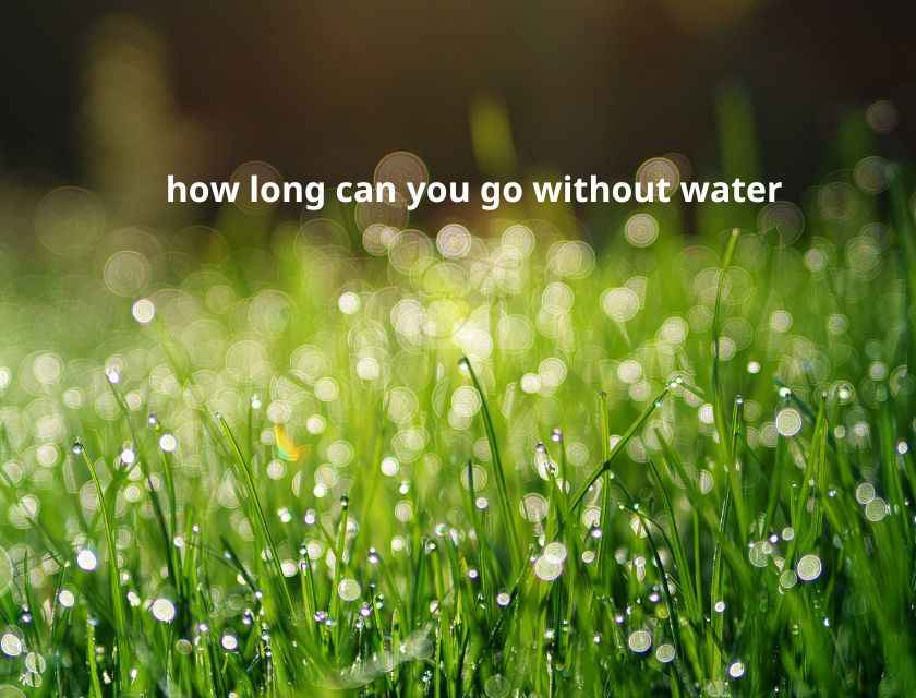 Fruits such as mangoes, pears, watermelons, oranges, strawberries, and vegetables such as cucumbers and lettuce all contain a high water content